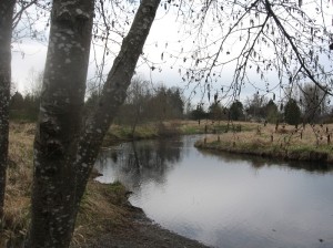 Clark's Creek with alder catkins