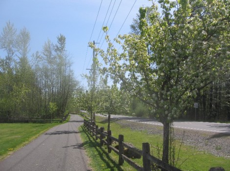 The beginning of the trail, between the road and the ball fields, with crabapple trees.
