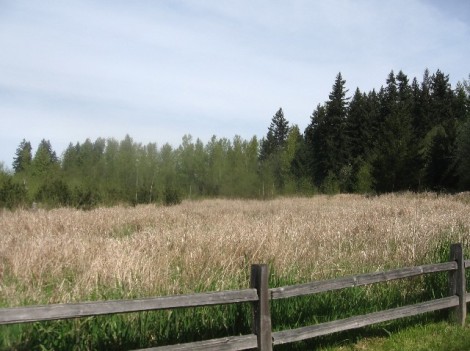 The wetlands, with cattails.