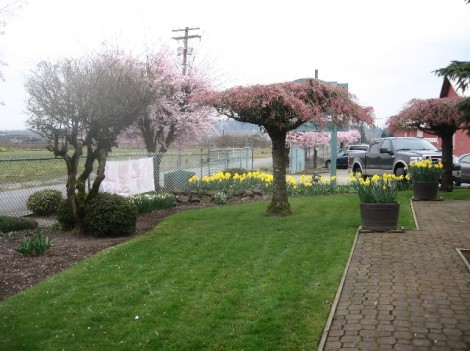 And another view, with weeping cherry trees.