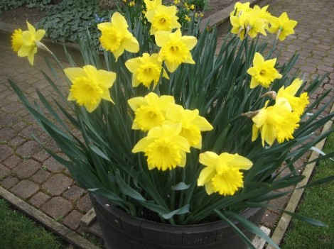 Traditional yellow daffodils.