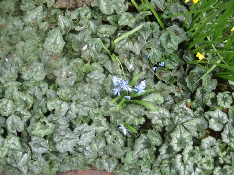 That's a blue squill in that enormous bed of hardy cyclamen foliage.