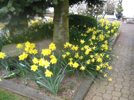 A bed full of daffodils.