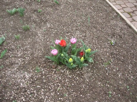 One forlorn clump of tulips.