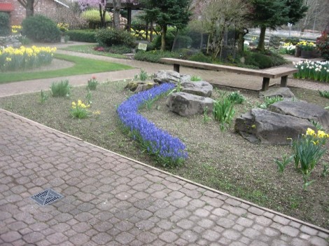 A river of grape hyacinths, which would have been surrounded by tulips in past years.