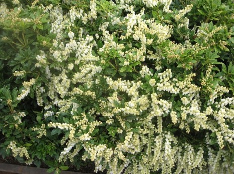 Pieris japonica, one of our mainstay landscaping shrubs here.