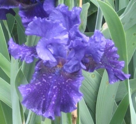 Raindrops on an iris blossom.