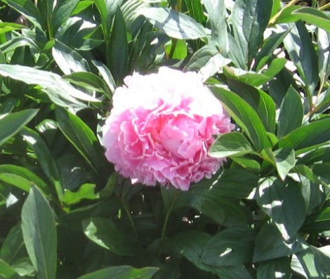 A traditional pink pom-pom peony.