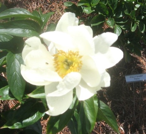 A single-flowered white peony.