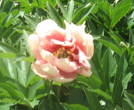 A peach-colored peony.  I'd never seen one this color before.