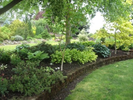 One of the shady hosta borders at Sebright Gardens.