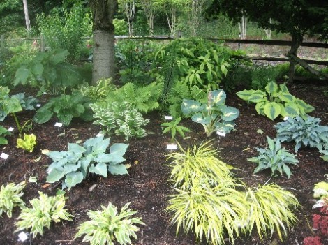 I had no idea hostas came in so many colors, sizes, and shapes.