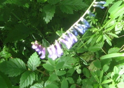 I think these are some kind of penstemon.  Or perhaps some sort of corydalis.