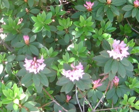 Native coastal rhododendrons.