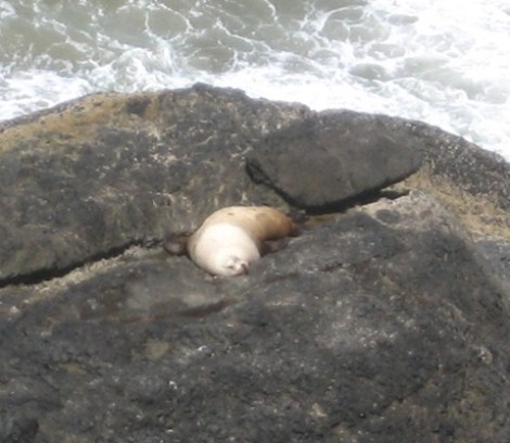 One of two sea lions basking on the rocks below the viewpoint.
