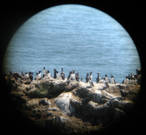Cormorants and seagulls through the telescope at the lighthouse.