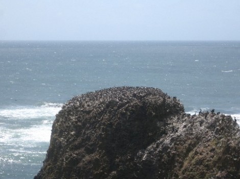 Birds covering a sea stack at Yaquina Head.