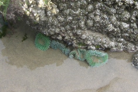 Artificially-looking green but real sea urchins.