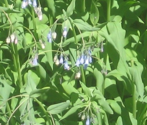 Part of a huge patch of mertensia along the road almost to Paradise.