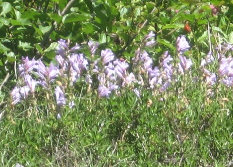 One of the two kinds of penstemons -- these are Davidson's penstemons, and I found them on the Stevens Canyon road.