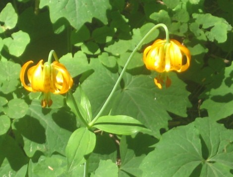I must have passed three or four clumps of these Columbia tiger lilies before I found one in a place safe to photograph without running the risk of getting hit by a car.  Thse were growing down near Longmire.