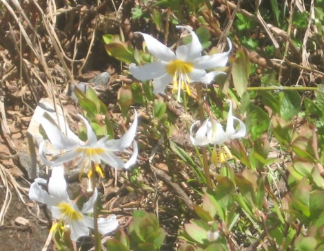 Avalanche lilies -- if you time it just right, you can see literally fields of these at Paradise.  I did time it right this year.
