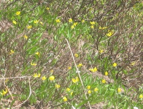 A patch of glacier lilies (glacier lilies are yellow, avalanche liles are white, otherwise they're basically identical -- repeat until memorized [wry g].