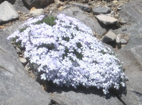 Alpine phlox, my favorite wildflower, growing out of a crack in the rocks on the Paradise loop road.