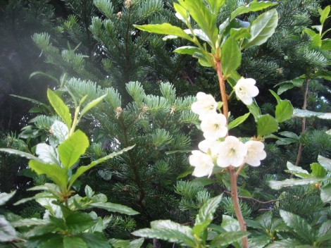 White rhododendron, which doesn't look much like a regular rhody to me.