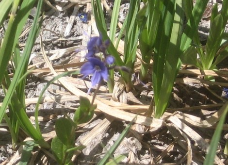 Cusick's speedwell, whose formal name is Veronica.  I didn't see Betty.