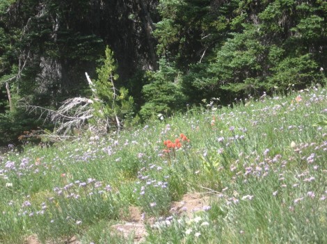 A clump of scarlet paintbrush in a field of subalpine daisies.