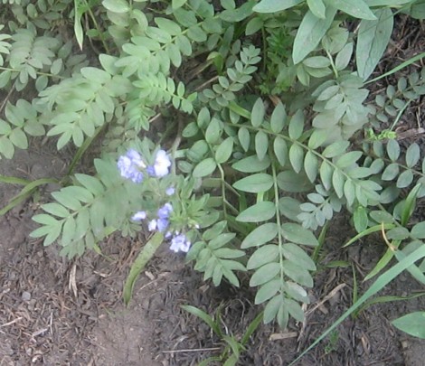 Jacob's ladder, aka Polemonium.  One of its relatives is a self-inflicted weed in my garden.