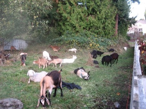 And more goats!